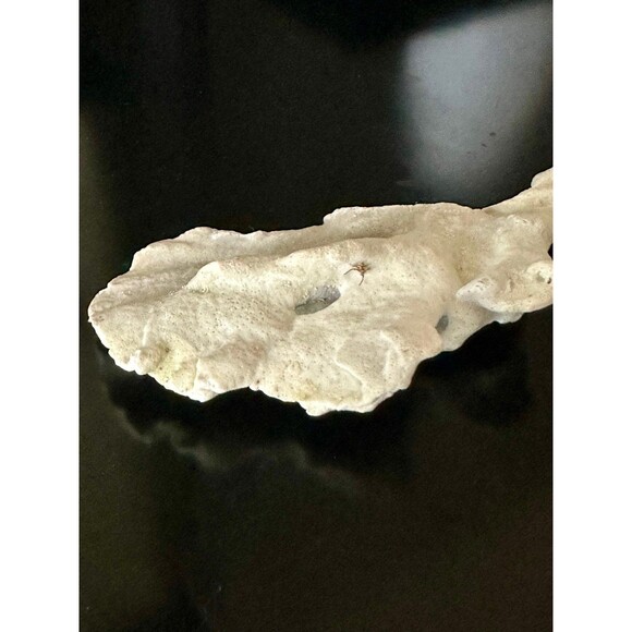 Natural San Blas Beach-Collected Coral Souvenir Caribbean Coastal Home Decor - Picture 6 of 12